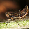 Leafhopper nymph