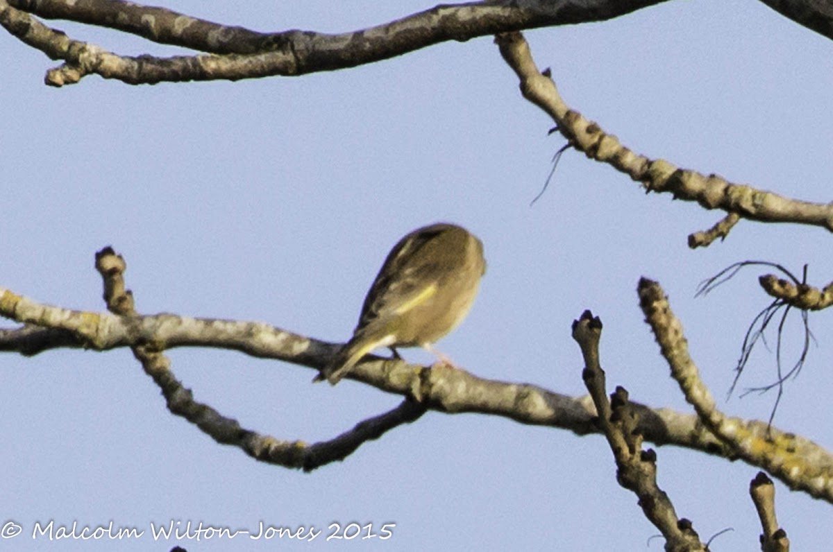 Greenfinch