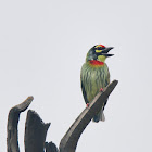 Coppersmith Barbet