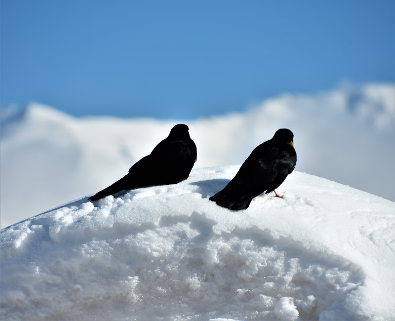 San Valentino sulla neve di laura62