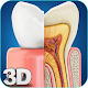 Download My Dental  Anatomy For PC Windows and Mac 1.3