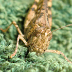 Towel eating grasshopper