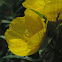 Square Bed Primrose, Sundrops, Texas Primrose, Berlandier’s Sundrop