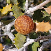 Beaked Twig Gall Wasp