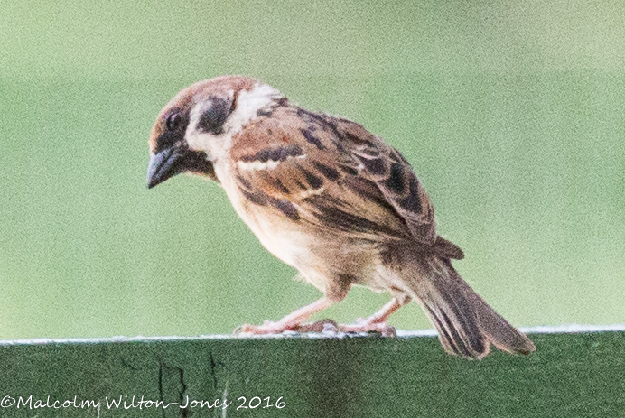 Tree Sparrow