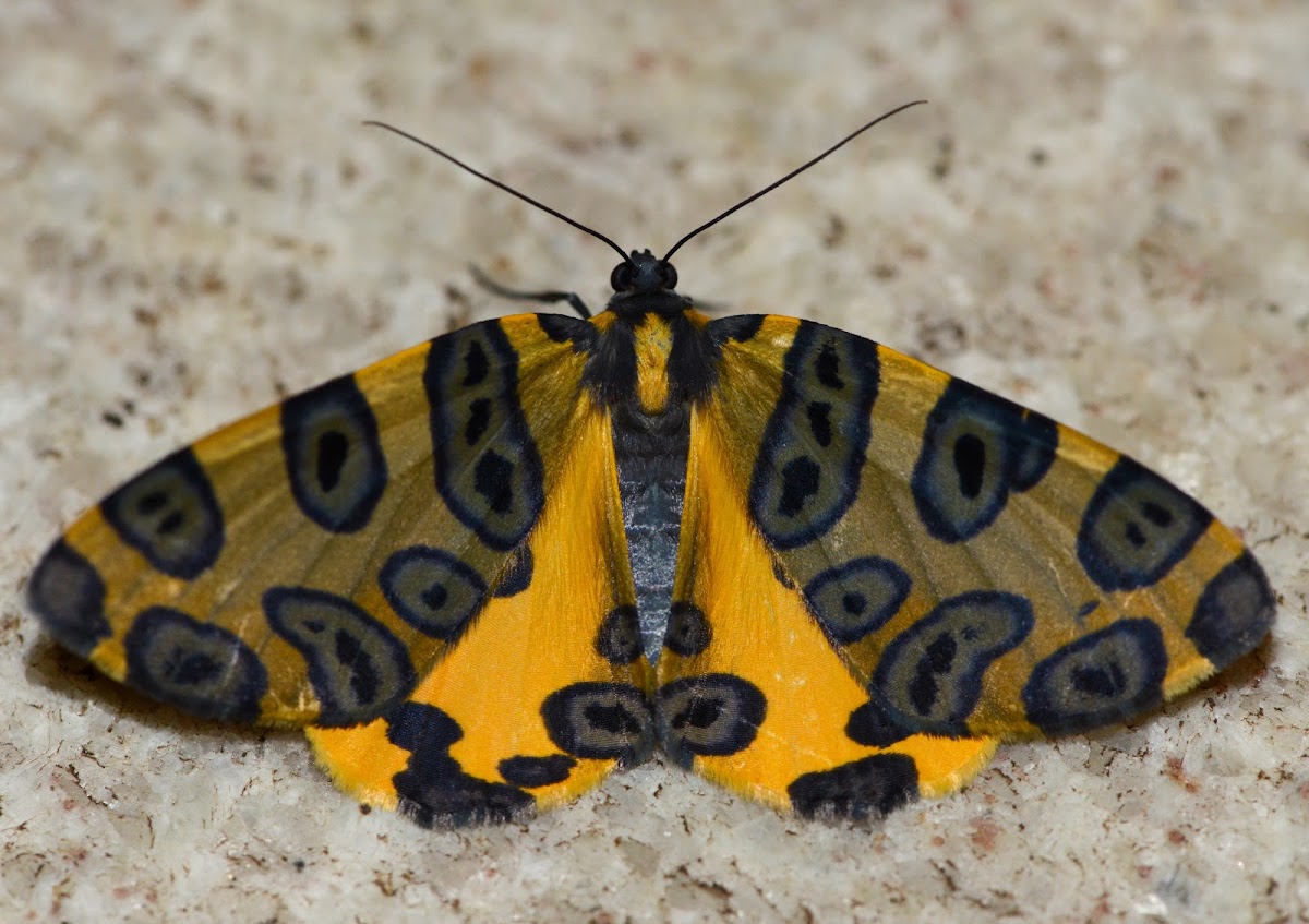 Leopard Moth