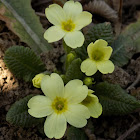 Primrose