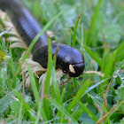 African giant millipede