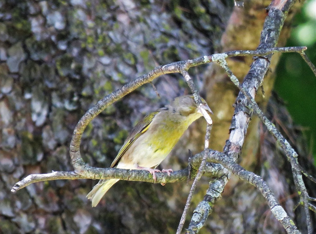 Greenfinch