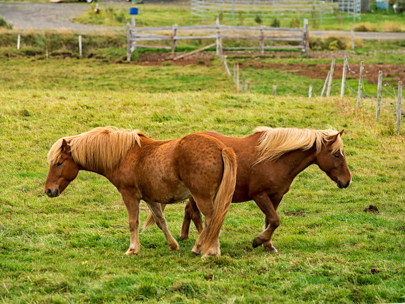 Giano equino di franca111