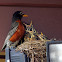 American Robin