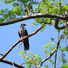 White-crowned Pigeon