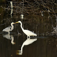 Il Bianco e il Cinerino di acquario