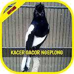 Cover Image of Descargar Masteran Kacer Gacor Ngeplong Kasar 1.1 APK
