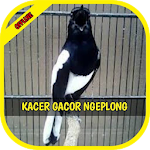 Cover Image of 下载 Masteran Kacer Gacor Ngeplong Kasar 1.1 APK