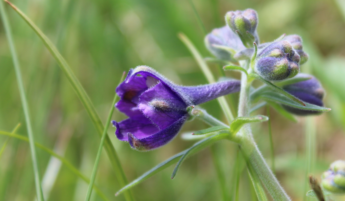 Menzies larkspur