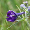 Menzies larkspur