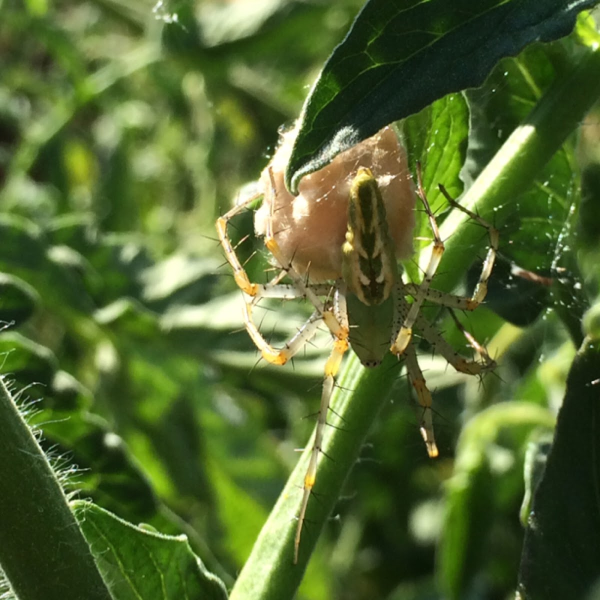 Green Lynx Spider