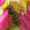 Syrphid Fly