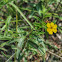 Hairy Puccoon