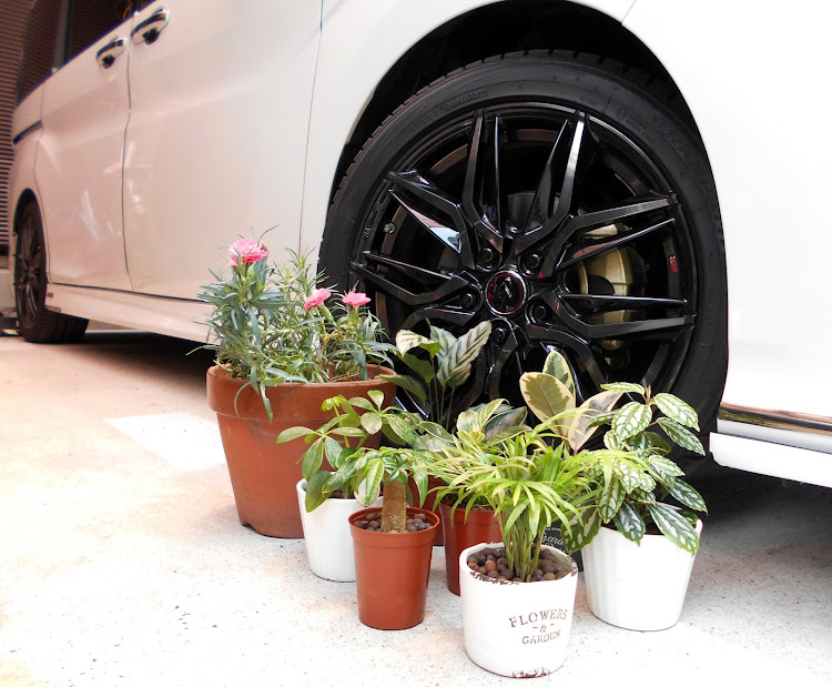 ステップワゴンスパーダのステップワゴン・カーネーション・観葉植物・ダイソー・癒し♡♡に関するカスタム事例の投稿画像12枚目