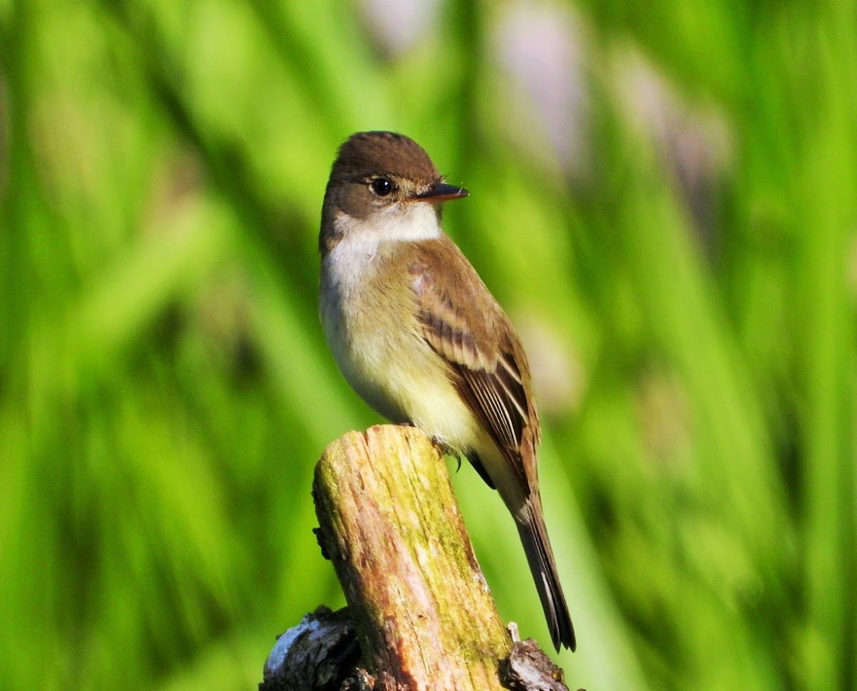 Western Wood-Pewee