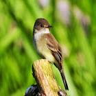 Western Wood-Pewee