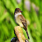 Western Wood-Pewee