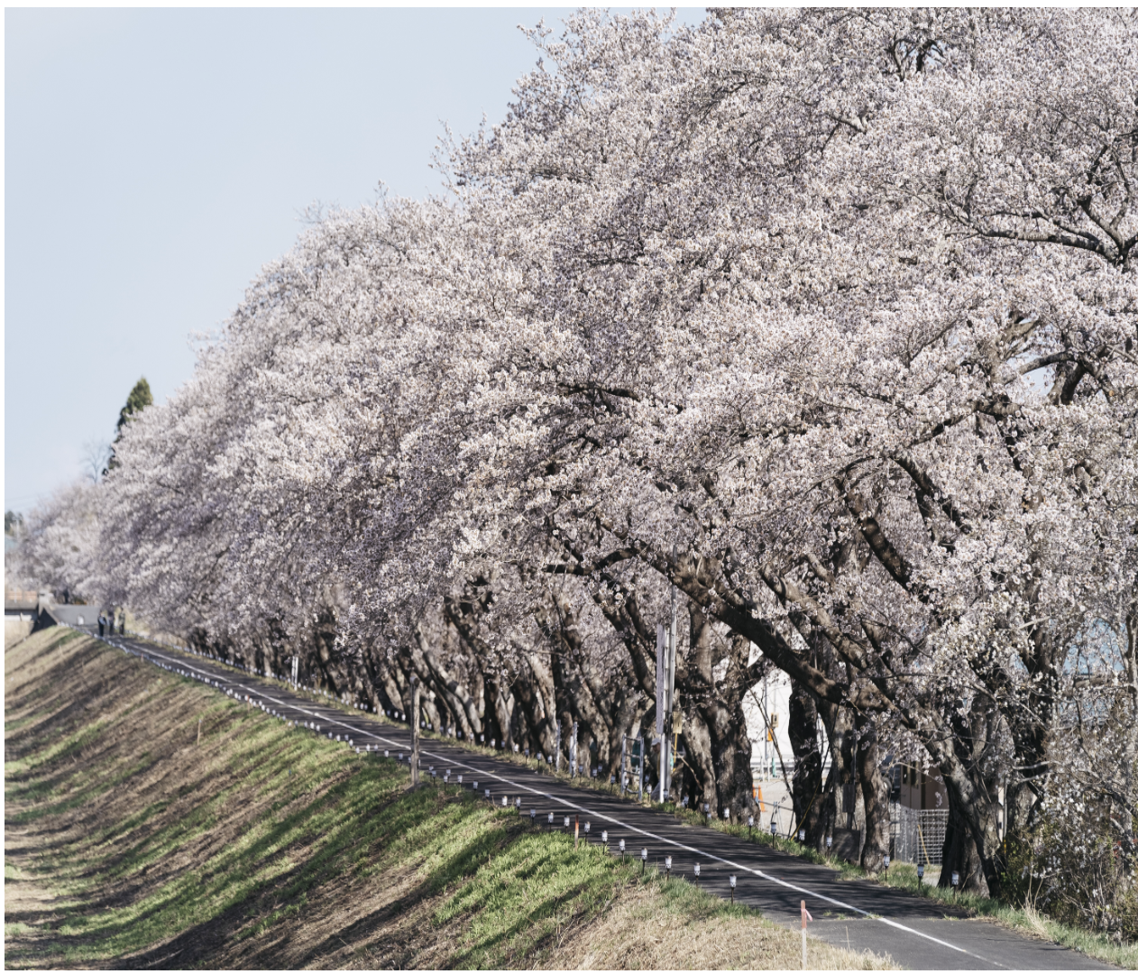 請戸川リバーライン