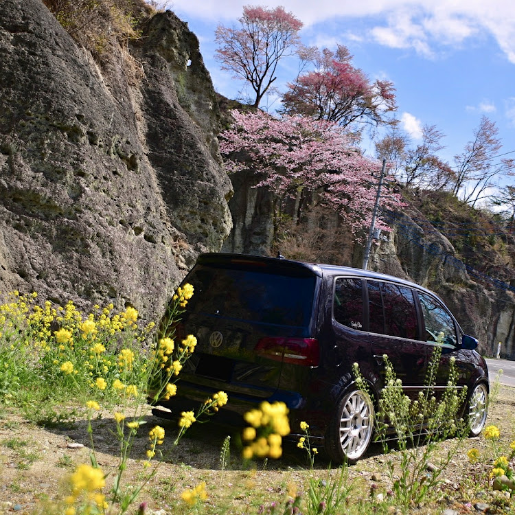 ゴルフトゥーランのカメ活・VWのある生活・遅咲きの桜と愛車・ドライブ・車のある風景に関するカスタム事例の投稿画像3枚目
