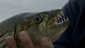 Monstrous Fish of Mekong thumbnail