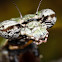 Florida Bark Mantis