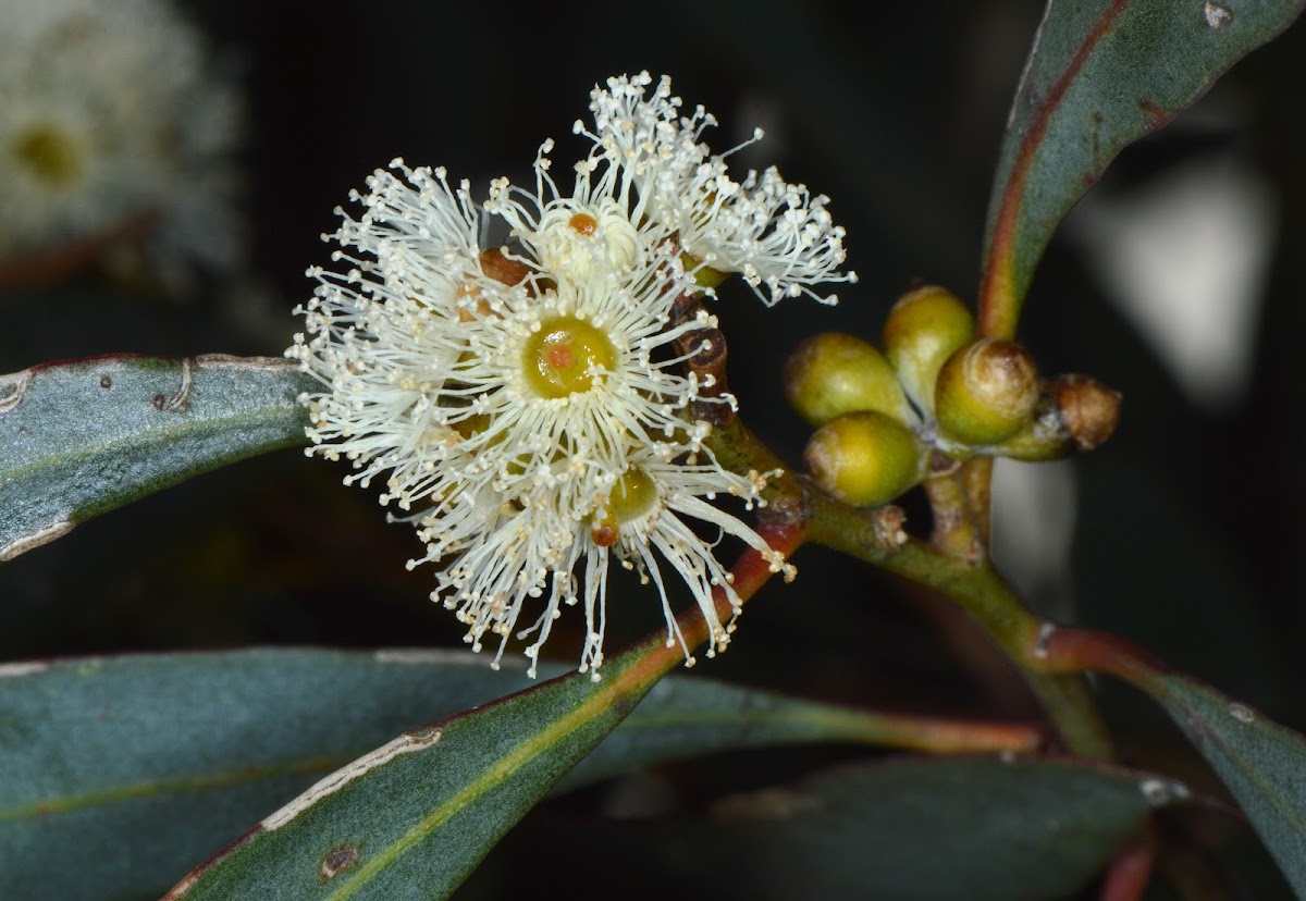 Blue Mallee