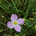 Maryland meadowbeauty