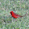 Northern Cardinal