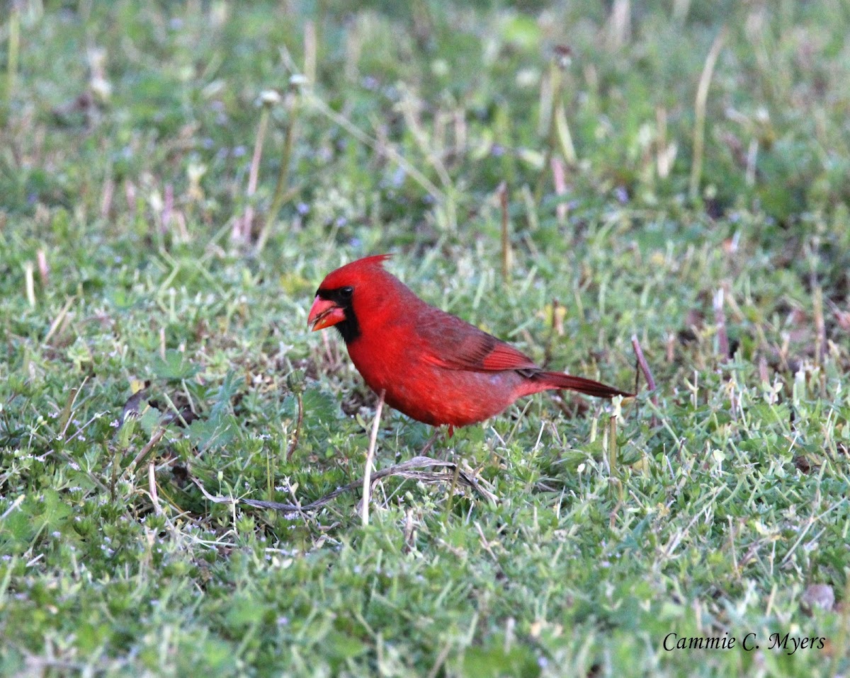 Northern Cardinal