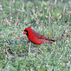 Northern Cardinal