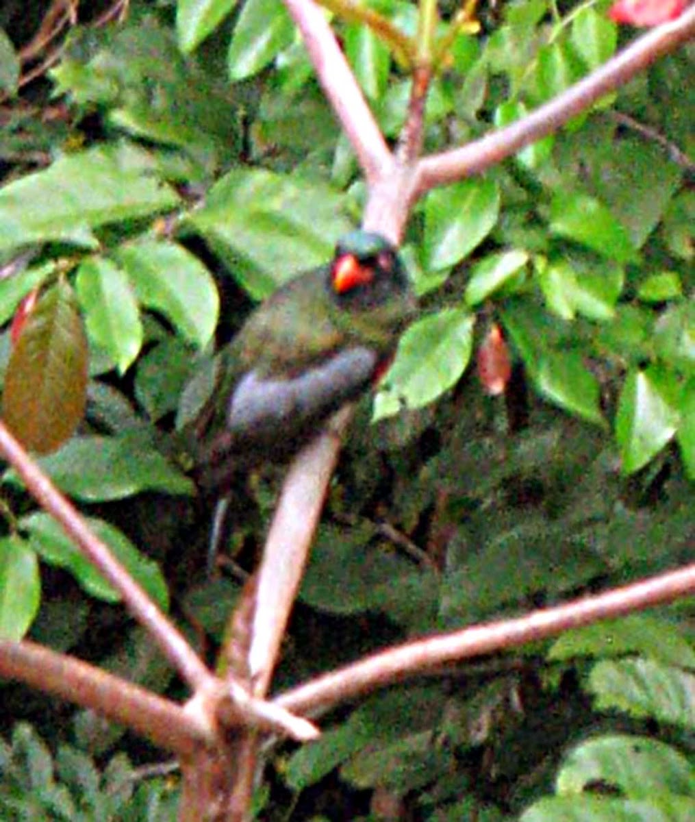 Slaty-tailed Trogon