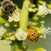 Yellow Ladybug