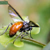 Digger wasp