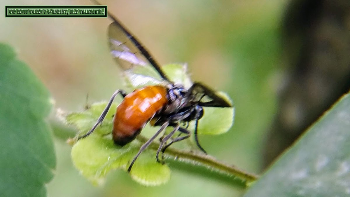 Digger wasp