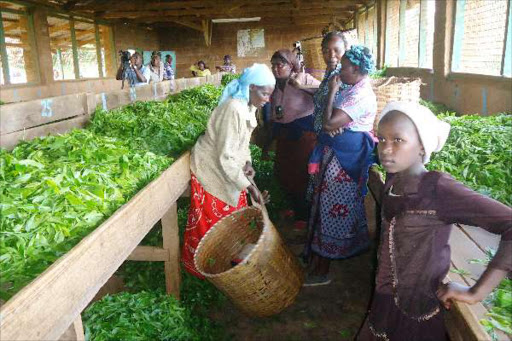 Farmers deliver green leaf at Gatunguru tea buying center in Kangema/FILE