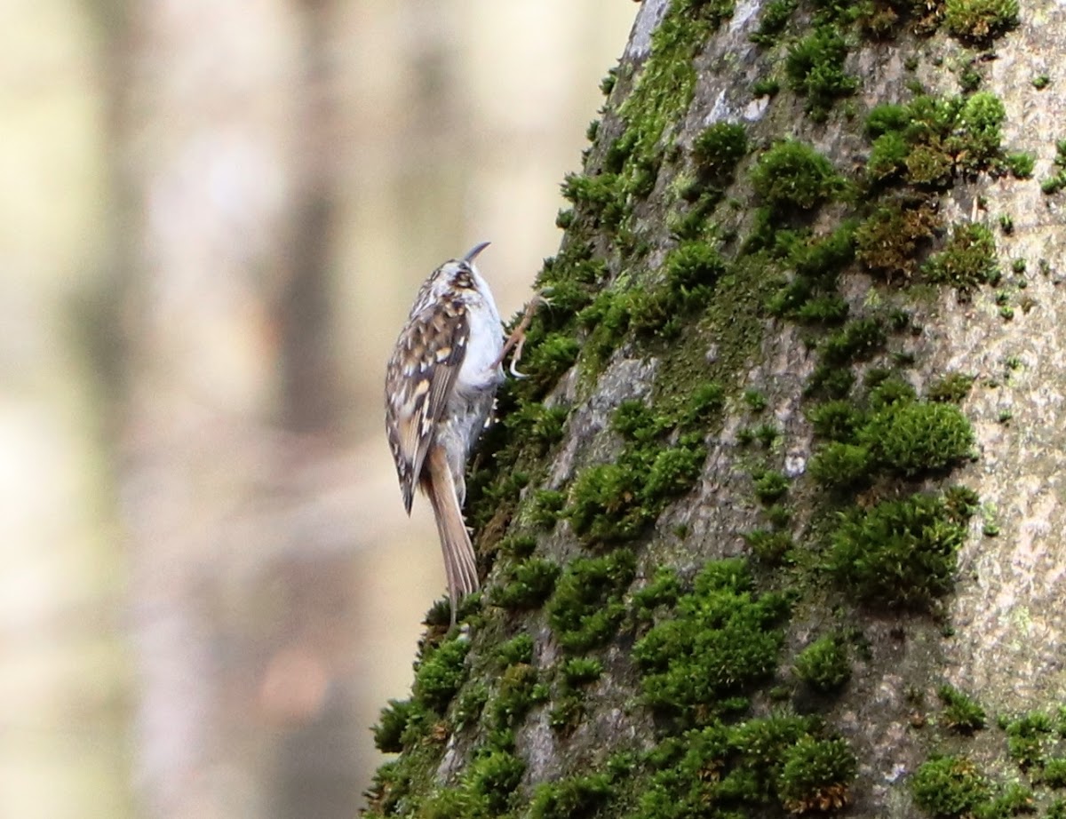 Eurasian treecreeper