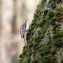 Eurasian treecreeper