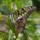 Tailed Jay