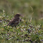 Song Thrush