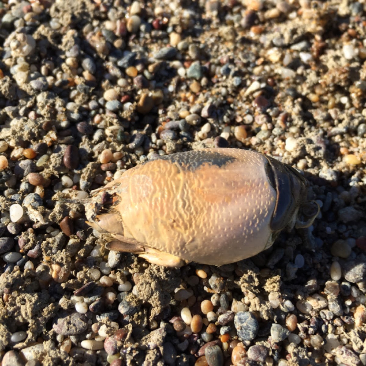 Pacific Mole Crab