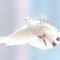 Item logo image for The White-Winged Messenger: A Domestic Pigeon