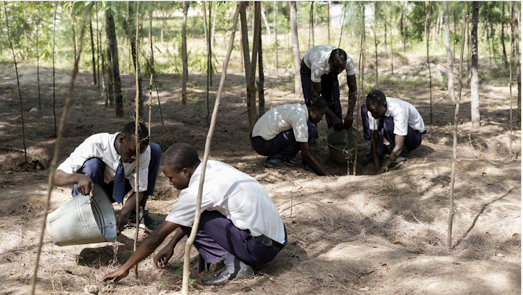 Kaembeni Secondary School Wildlife Club Members planting trees in a designated tree area within their school