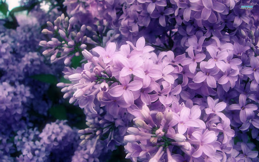 Lilac Live Wallpaper